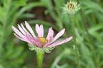 Tennessee purple coneflower